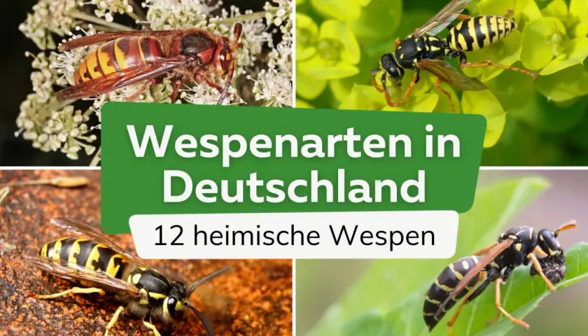 Vier Nahaufnahmen von heimischen Wespenarten in Deutschland. Eine Hornisse sitzt auf Blüten, eine andere Wespe auf gelben Blättern, eine dritte auf rötlichem Untergrund und die vierte auf einem grünen Blatt.