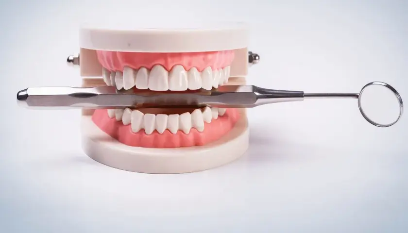Model szczęki z narzędziem dentystycznym. Zastanawiasz się nad karierą? Sprawdź, jakie są technik dentystyczny zarobki.