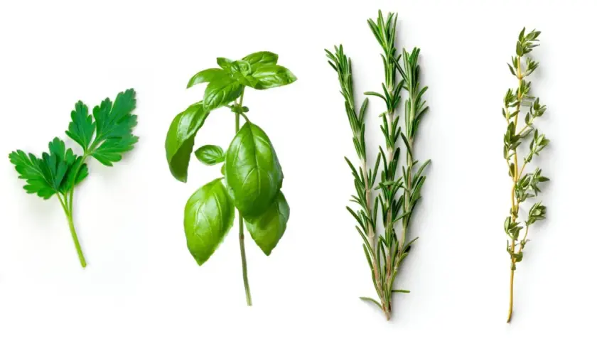 Ramitas de perejil, albahaca italiana, romero y tomillo sobre fondo blanco.
