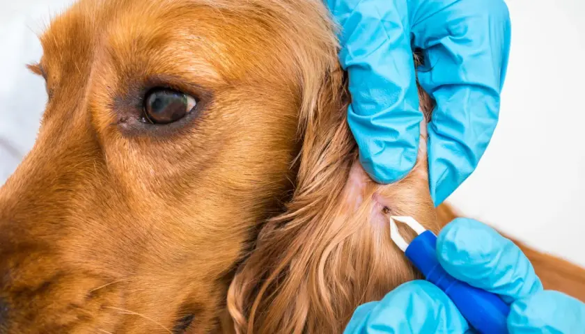 Mani guantate rimuovono una zecca da un cane marrone.