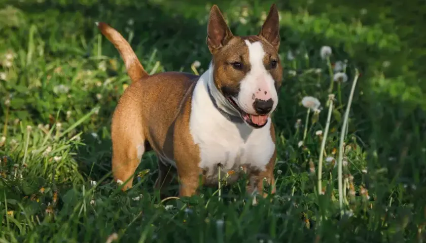 Ein braun-weißer Miniatur Bullterrier steht fröhlich im grünen Gras, die Ohren aufgestellt, bereit für Abenteuer.