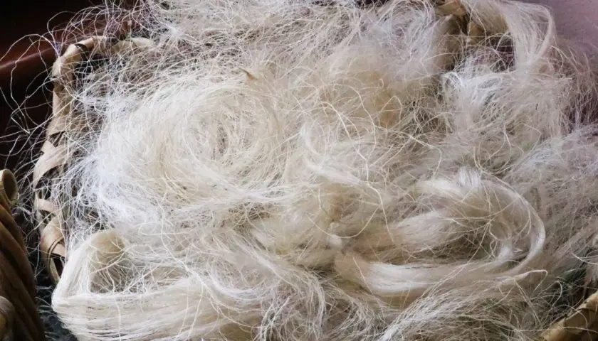 Fibre brute, prête pour la fabrication de la soie. Un tas de fils blancs et fins dans un panier en osier.