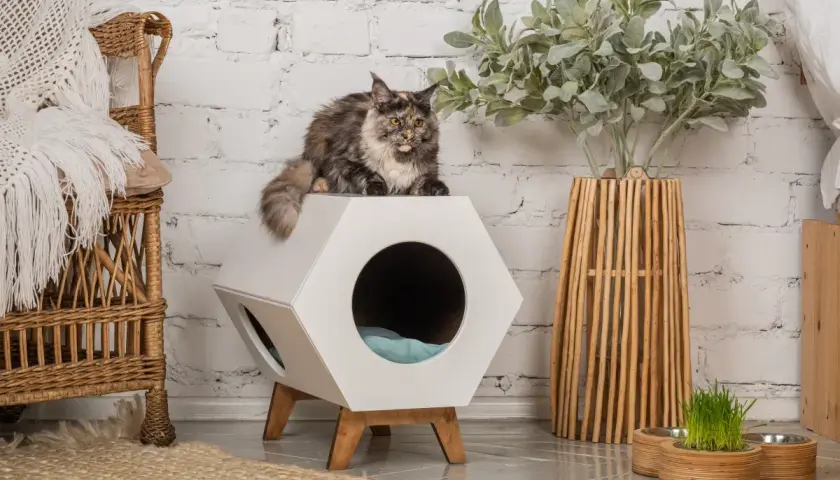 Gato atigrado sobre una casa hexagonal blanca, parte de un enriquecimiento ambiental para gatos. A su lado, una silla de mimbre y una planta decorativa.
