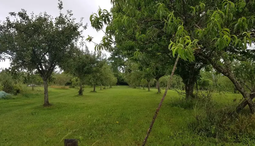 Un verger verdoyant avec plusieurs rangées d'arbres fruitiers. On peut se demander combien d'arbres fruitiers pour 1000 m2 pour un tel espace.