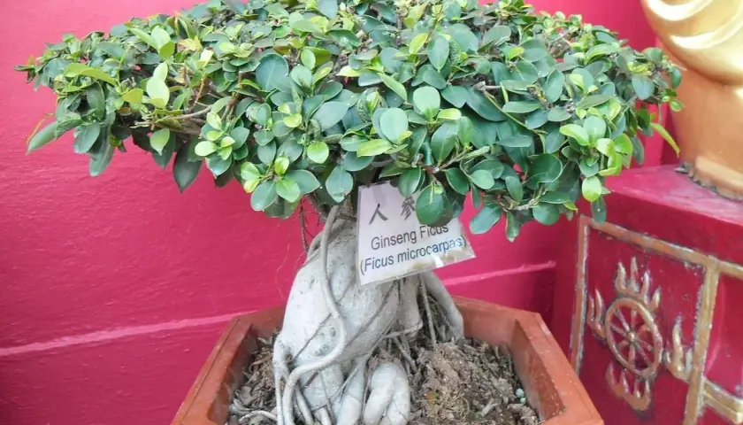 En vacker ficus microcarpa ginseng bonsai med tjock, snirklig stam och frodig grönska.