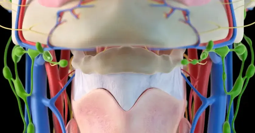 Anatomia szyi: widoczne naczynia krwionośne, limfatyczne i mięśnie gnykowe.