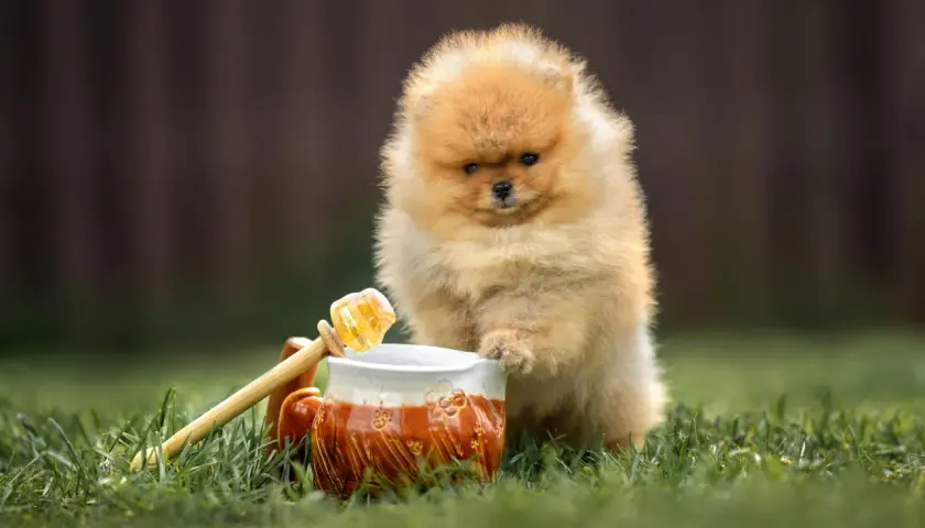 Puszysty szczeniak pomeranian próbuje sięgnąć do dzbanka z miodem. Czyżby czekał go słodki poczęstunek?