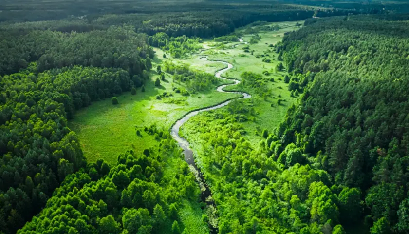 Malowniczy, kręty strumień przecina bujny, zielony **woodland**.