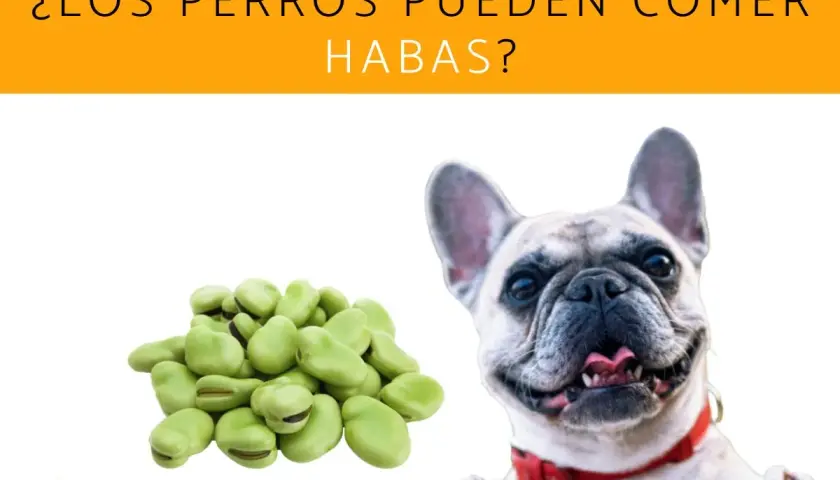 Un bulldog francés sonriente mira un montón de habas, preguntándose si los perros pueden comer habas.
