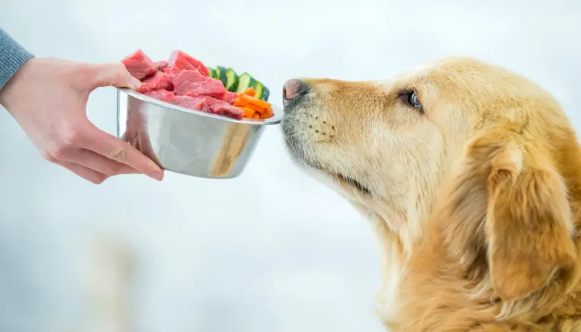 Ein Hund schaut sehnsüchtig auf eine Schüssel mit rohem Fleisch und Gemüse. Er kann es kaum erwarten, zu essen.