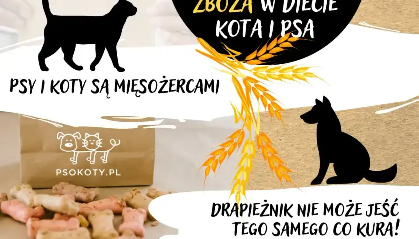 Psy i koty są mięsożercami. Czy kot może jeść psią karmę? Drapieznik nie może jeść tego samego co kura!