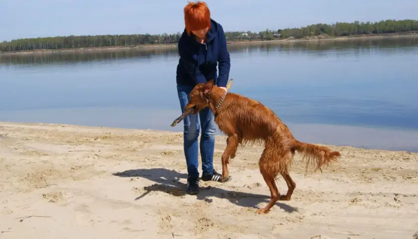 Dziewczyna z rudym psem na plaży, piesek dzierży duże patyki. W tle jezioro i las.