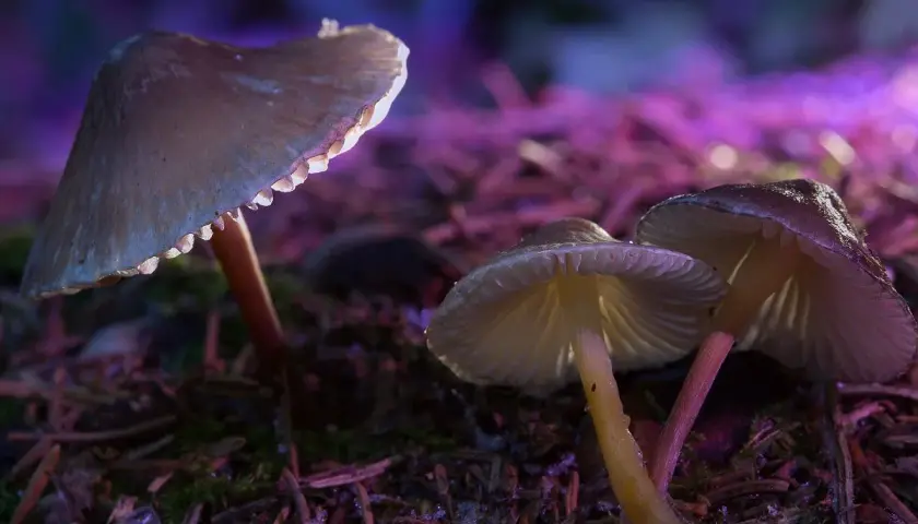 Grzyby Halucynogenne na Allegro? Prawo, Ryzyko i Prawda