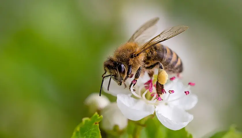 Una mosca ape, con le ali trasparenti e il corpo striato, si posa su un fiore bianco, raccogliendo polline.