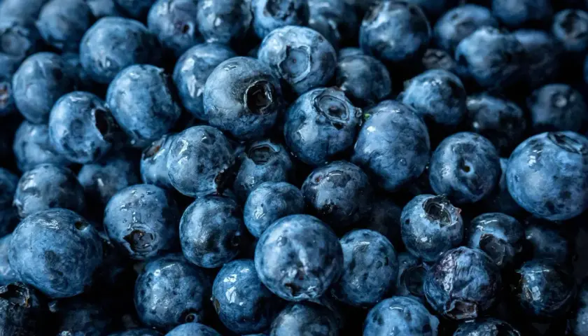 Nahaufnahme von vielen frischen, blauen Heidelbeeren. Diese kleinen Früchte sind nicht nur lecker, sondern auch sehr gesund.