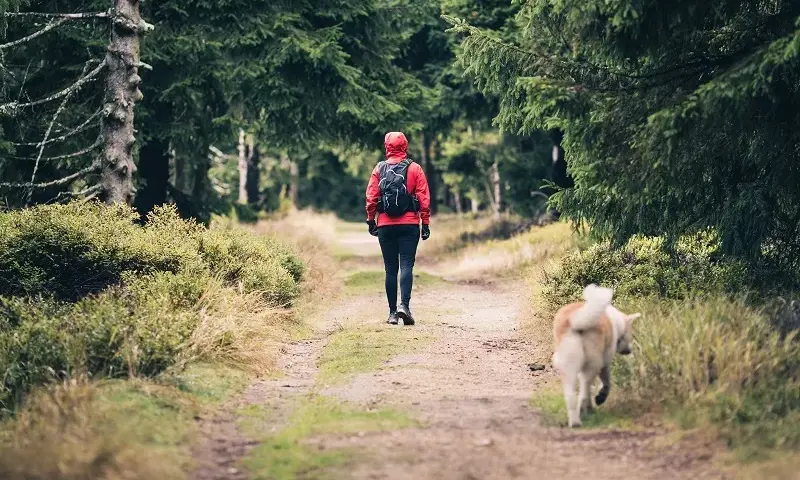 Gdzie z psem w góry Zakopane - najlepsze trasy i ważne zasady