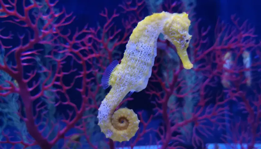Un caballito de mar gigante, de color amarillo pálido, se enrosca entre corales rojos y algas verdes en un acuario azul.