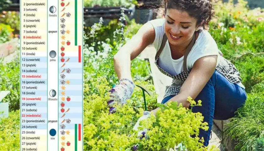 Kobieta pielęgnuje rośliny, obok widoczny kalendarz biodynamiczny na dziś, pokazujący fazy księżyca i zalecenia dla ogrodników.