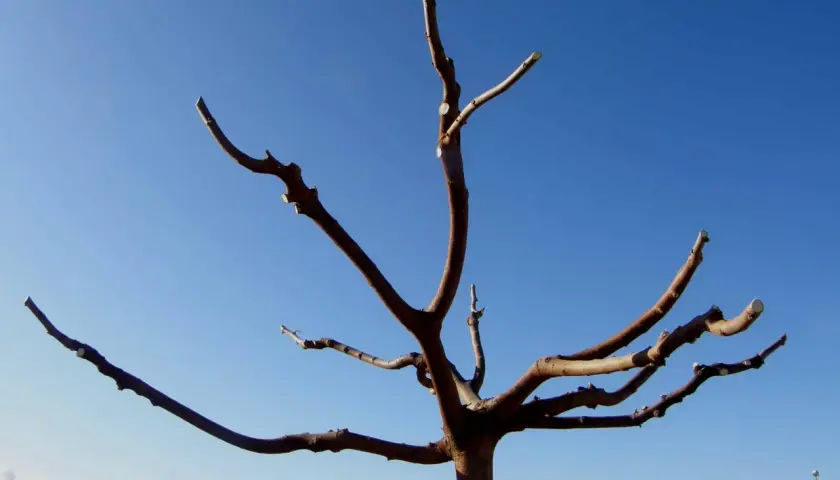 Arbre aux branches taillées, prêt pour la nouvelle saison. La taille du mûrier assure une meilleure fructification.