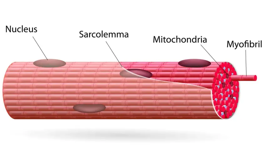 Estructura de fibras musculares con núcleo, sarcolema, mitocondrias y miofibrillas.