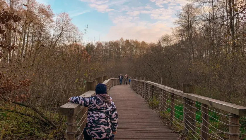 Dzieci spacerują drewnianym pomostem przez łosiowe błota. Jesienny las otacza ścieżkę, a niebo jest lekko zachmurzone.