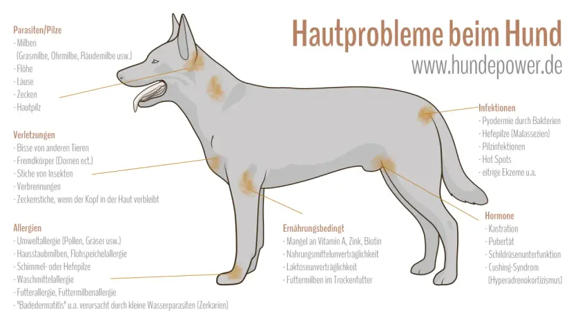 Hautprobleme beim Hund: Juckreiz durch Parasiten, Infektionen, Allergien, Verletzungen, Ernährung oder Hormone.
