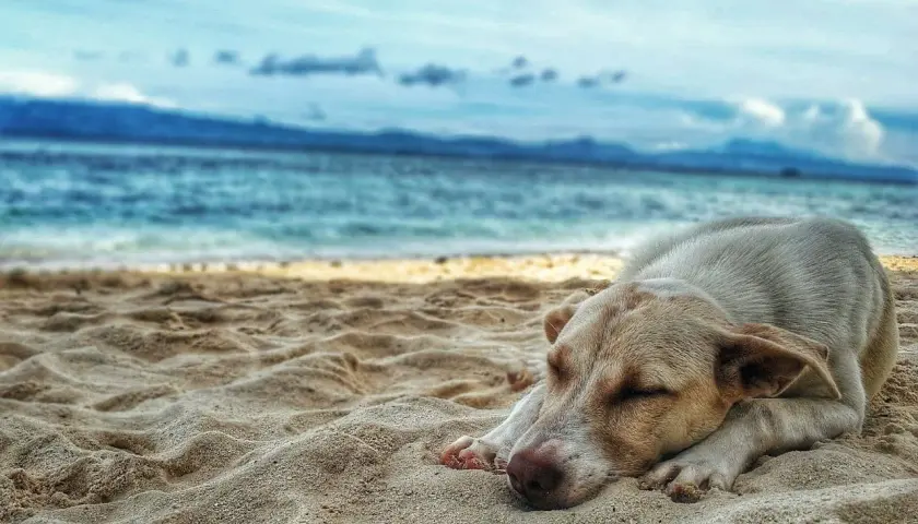 Pies śpi na piaszczystej plaży, marząc o zabawie na plaży dla psów. W tle błękitne morze i niebo.