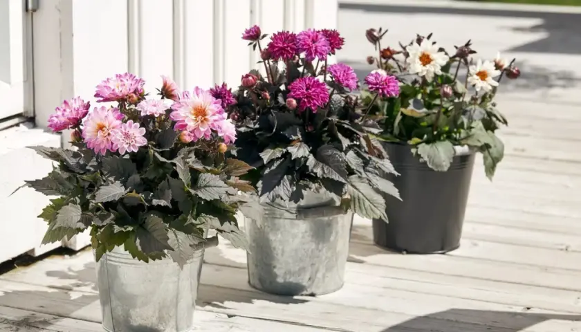 Tre krukor med vackra dahlior i rosa, lila och vita nyanser. Perfekt för att plantera dahlia och skapa färgklickar på altanen.