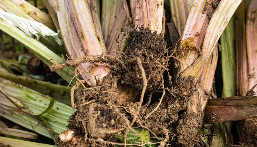 Radici e fusti di carciofo con segni di marciume e insetti, possibili malattie del carciofo.