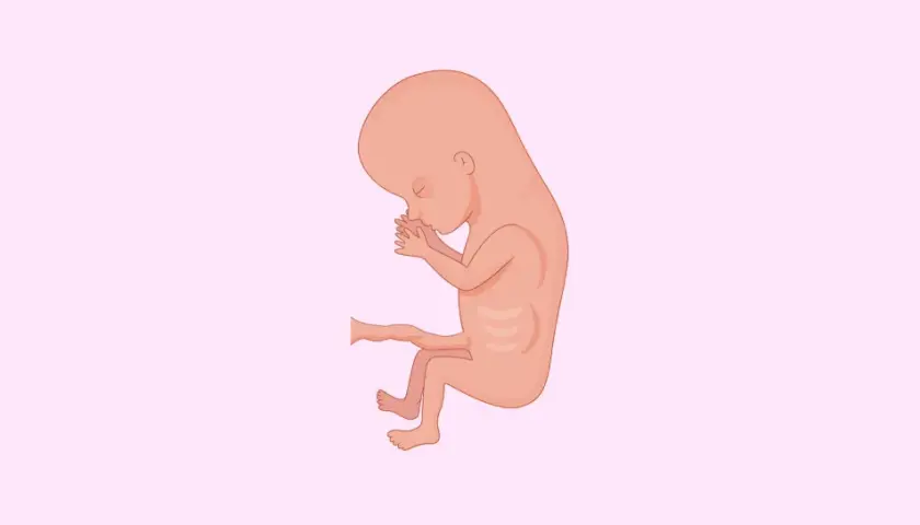 Un feto di 3 mesi, con le mani giunte al viso, in una rappresentazione stilizzata su sfondo rosa chiaro.