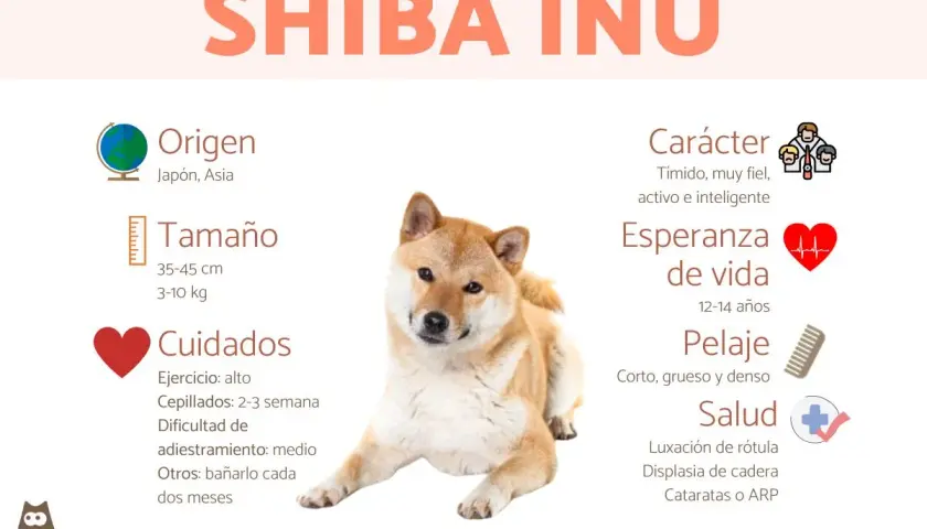Un Shiba Inu, conocido por su carácter tímido pero fiel, con información sobre su origen, tamaño, cuidados, esperanza de vida, pelaje y salud.