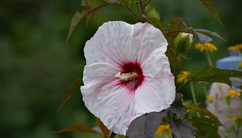 Piękny, biały hibiskus bagienny z bordowym środkiem, z kroplami deszczu. Uprawa tej rośliny jest satysfakcjonująca.