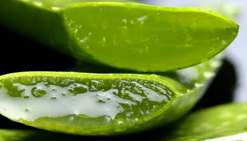 Nahaufnahme von geschnittenen Aloe Vera Pflanze-Scheiben, die das klare, gelartige Innere zeigen.