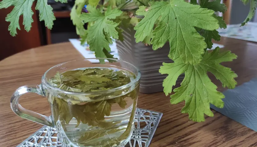 Geranium/Anginka: Napar bezpieczny? Przepis, korzyści, przeciwwskazania