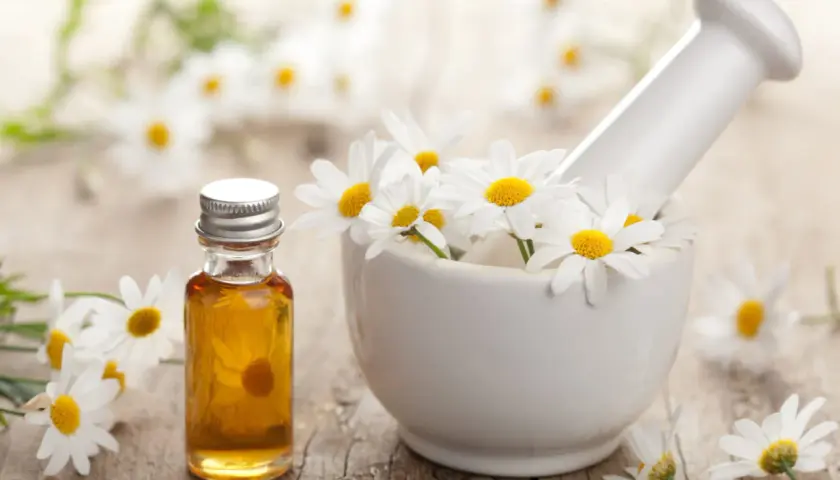 Huile essentielle de camomille romaine dans un flacon, entourée de fleurs fraîches dans un mortier. Découvrez les camomille romaine bienfaits pour la relaxation.