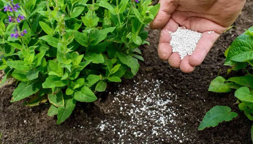 Nawozy organiczne czy mineralne: co wybrać dla lepszych upraw?