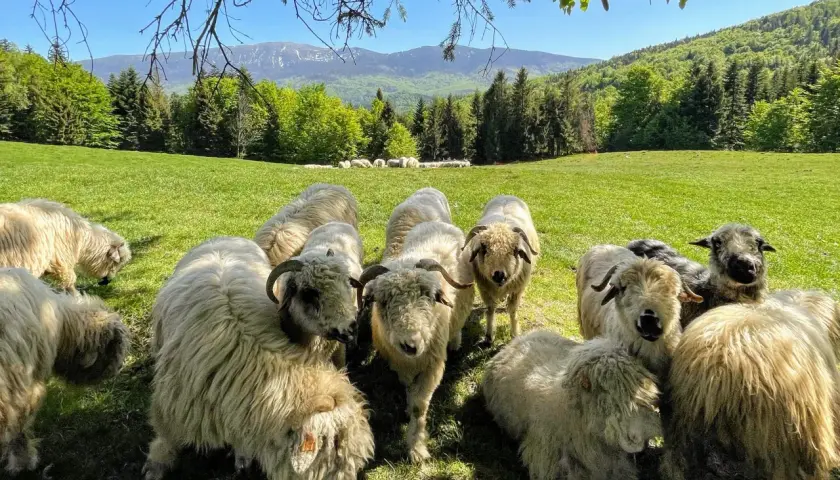 Hala Barankowa bacówka - odkryj jej piękno i tradycje w Zawoi