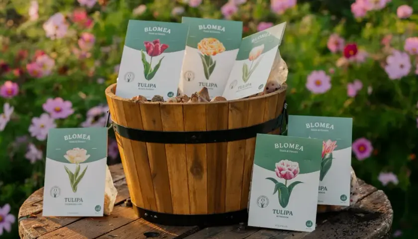 En träkorg fylld med tulpanlökar och förpackningar med olika sorters tulpaner. Bakgrunden är en blomstrande äng med rosa blommor, som påminner om en vacker aster blomma.