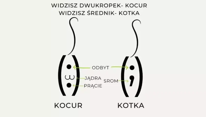 Jak rozpoznać płeć małego kota? Praktyczne wskazówki dla właścicieli