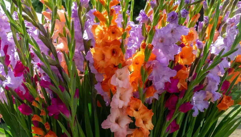 Un bouquet éclatant de fleurs glaïeuls aux couleurs vives : orange, rose, violet et pêche.