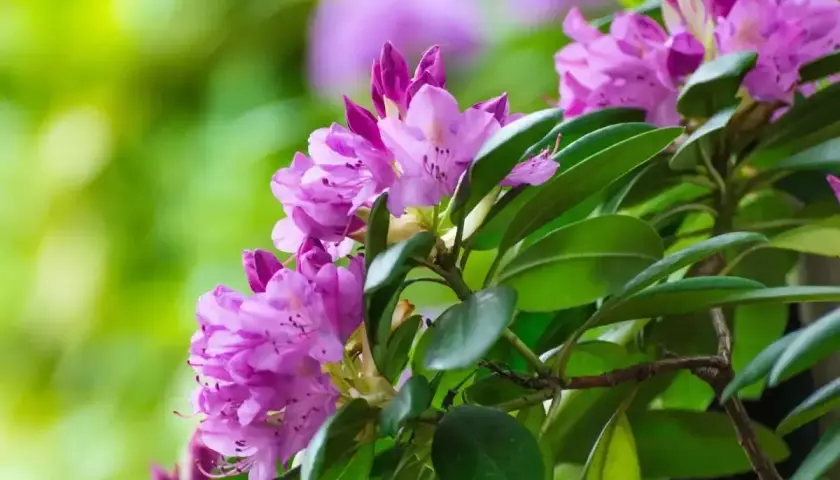 Piękny rododendron w fioletowych kwiatach, gotowy do przycinania po kwitnieniu, by zachować jego kształt.