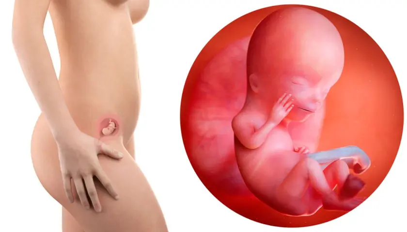 Feto di 12 settimane di gravidanza, con un piccolo dettaglio che mostra il rischio aborto.