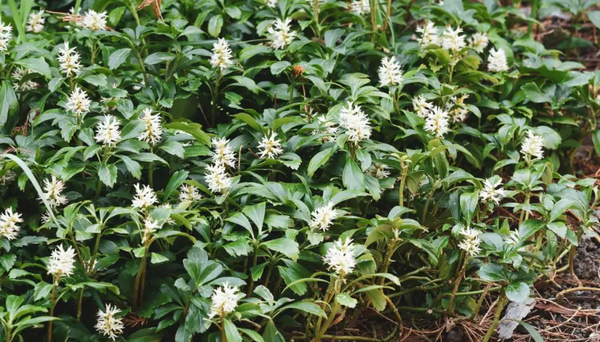 Dichtes Grün mit kleinen weißen Blüten, ein **bodendecker schnellwachsend**, das den Boden bedeckt.