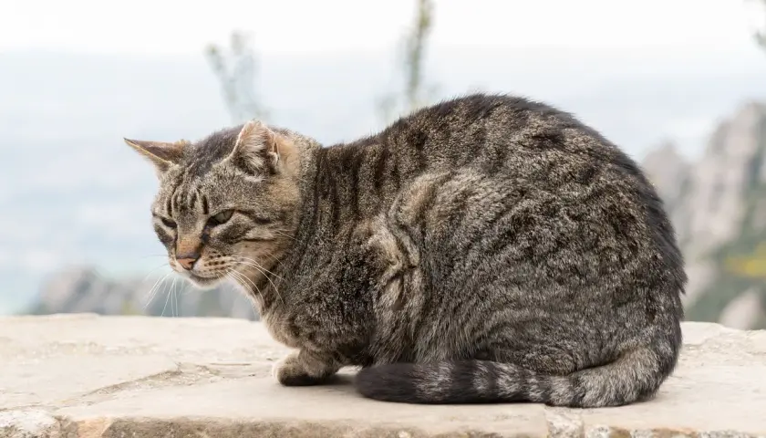 Getigerte Katze in geduckter Haltung, vielleicht wegen Schmerzen. Ihre Schlafposition ist ungewöhnlich.