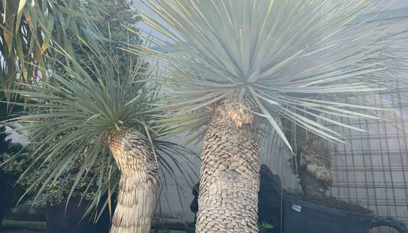 Due yucca maestose, con tronchi spessi e rugosi, mostrano le loro lunghe foglie a punta, alcune con sfumature gialle che catturano la luce.