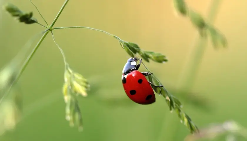 Biedronka, jeden z wielu pięknych owadów, wspina się po źdźble trawy.