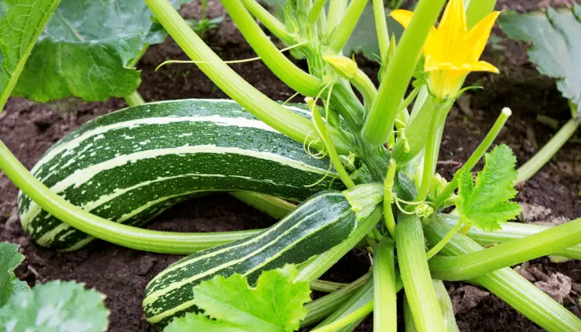 Courgettes rayées, vertes et jaunes, sur la plante. Le moment idéal pour savoir quand cueillir les courgettes est quand elles atteignent cette taille.
