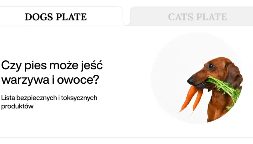 Jamnik z marchewką w pysku. Dowiedz się, jakie warzywa dla psa są bezpieczne, a jakie toksyczne.