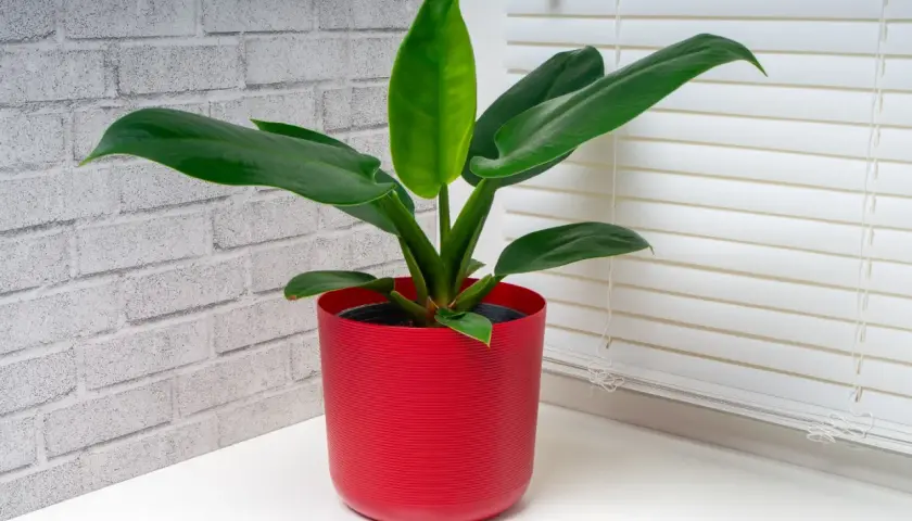 Philodendron Imperial Green w czerwonej doniczce, z błyszczącymi, ciemnozielonymi liśćmi, na tle ceglanej ściany i białych żaluzji.