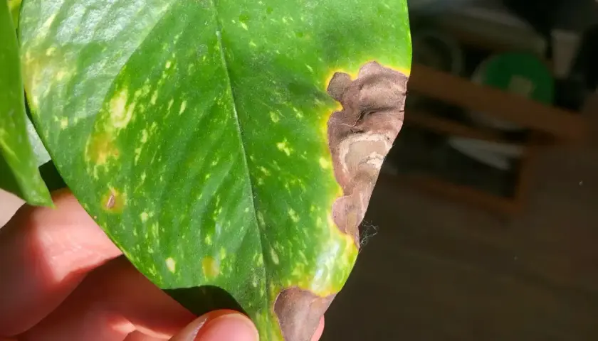 Foglia verde con macchie gialle e bordi secchi, marroni. Sembra che la pianta stia soffrendo, forse per troppa esposizione al sole o poca acqua.